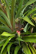 Bromeliad (Ananas parguazensis), a type of wild pineapple, in Upland terra-firme Rainforest, Maracá Island, Roraima State, Northern Brazil.