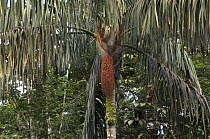 Pataua palm tree (Oenocarpus bataua) with fruit, Amazonas State, Brazil.