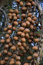 Fruits of ^buriti^ palm tree (Mauritia flexuosa) in guas Emendadas Ecological Station, near Brasília city, Distrito Federal State, Central Brazil.