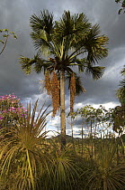 "Buriti" Palm tree (Mauritia flexuosa), with fruits, in the Cerrado vegetation, Chapada dos Veadeiros, Gois State, Central Brazil.