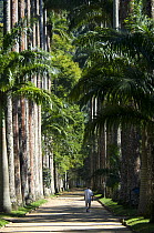 Avenue of Royal Palm Trees (Roystonea regia) in the Botanical Garden of Rio de Janeiro, Rio de Janeiro city, Rio de Janeiro State, Brazil.
