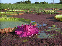Giant Amazon water lily (Victoria regia) flowering in Lake Purema, in the "várzea" floodplain near Silves town, Amazonas State, Northern Brazil.