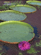 Giant Amazon water lily (Victoria regia) flowering, in Lake Purema, in the "várzea" floodplain near Silves town, Amazonas State, Northern Brazil.