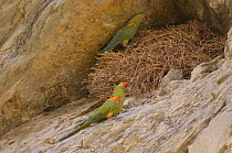 Red-fronted macaws (Ara rubrogenys) near the nest of Mitred Conure (Aratinga mitrata) in Perereta, Department of Cochabamba, Bolívia. Endangered