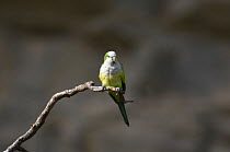Luchsis Monk Parakeet (Myiopsitta luchsi) at the Perereta cliffs, Cochabamba Department, Bolivia.