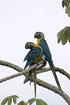 Blue-throated Macaw (Ara glaucogularis) pair on a Cecropia branch, Palma Sola, Beni Department, Bolivia. Endangered species.