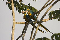 Blue-throated Macaw (Ara glaucogularis) pair feeding on "acuri" nut (Attalea phalerata), Palma Sola, Beni Department, Bolivia. Endangered species.