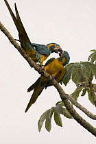Blue-throated Macaw (Ara glaucogularis) pair on Cecropia branch, Palma Sola, Beni Department, Bolivia. Endangered species.