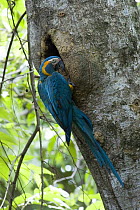 Blue-throated Macaw (Ara glaucogularis) at nest hole in tree, Palma Sola, Beni Department, Bolivia. Endangered species.