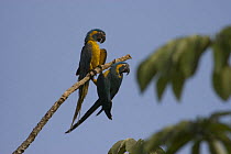 Blue-throated Macaw (Ara glaucogularis) playing on branch, Palma Sola, Beni Department, Bolivia. Endangered species.