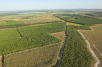 Aerial view of reforestation with exotic species in the Cerrado of Roraima State, near Boa Vista city, Roraima State, Northern Brazil.