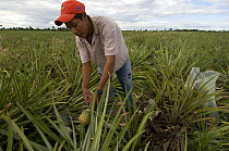 Man harvesting pineapples, Roraima State, Northern Brazil.