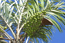 Fruits of Tucum palm (Bactris sp) Mato Grosso State, Central Brazil.