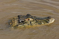 Black Caiman (Caiman / Melanosuchus niger) Mamirauá Lake, Mamirauá Sustainable Development Reserve, Amazonas State, Northern Brazil.