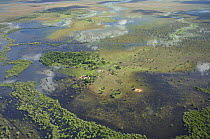 Aerial view of Cattle ranch isolated by the great 2008 flood of the Mamoré River in the floodplains of the Beni Department of Eastern Bolivia, 2008