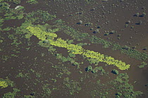 Aerial view of Giant Water Lilies (Victoria cruziana) in the main stream of the flooded Mamoré River, near Santa Ana del Yacuma, in the region Beni floodplains, Beni Department, Northeastern Bolivia....