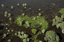 Aerial view of cattle isolated by the waters of the great 2008 flood of the Mamoré River in the floodplain of the Beni Department, Eastern Bolivia.