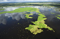 Aerial view of floating meadows of grass in the Beni floodplain during the summer 2008 flood of the Mamoré River. South of Trinidad city, Beni Department, Northwestern Bolivia.
