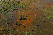 Aerial view of the floodplain of the Beni, with waters full of red algae, and "Caranday" palm trees (Copernicia alba), Southeast of Trinidad city, Beni Department, Northwestern Bolivia.