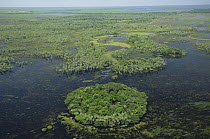 Aerial view of an island of vegetation and "Caranday" palm trees (Copernicia alba) in the floodplain of the Beni, during the 2008 great flood of Mamoré River, North of Trinidad city, the capital of t...