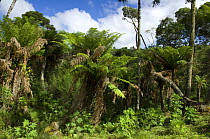 Giant Tree Ferns (Dicksonia sellowiana) in wood of Araucaria pines (Araucaria angustifolia) near Urubici town, Santa Catarina State, Southern Brazil.