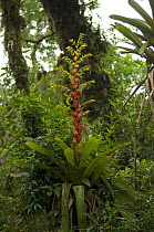 Bromeliad {Vriesea flammea} in the Atlantic rainforest of Aparados da Serra National Park, Northern Rio Grande do Sul State, Southern Brazil.
