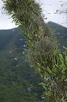 Bromeliad {Tillandsia usneoides} flowering in the Atlantic Rainforest of Serra do rio do Rastro, Santa Catarina State, Southern Brazil.