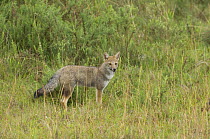 Pampas / Azaras fox (Lycalopex / Pseudalopex gymnocercus) Serra Geral, near Aparados da Serra National Park, Rio Grande do Sul State, Southern Brazil.