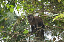 Black Capuchin monkey (Cebus nigritus) in the Atlantic Rainforest of Itatiaia National Park, Rio de Janeiro State, Southeastern Brazil.