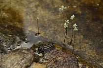 Lutz's Poison Frog (Epipedobates / Ameerega flavopicta) in water, Pireneus State Park, municipality of Pirenópolis, Goiás State, Central Brazil.