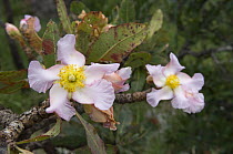 Flowers of "Pau-santo" tree (Kielmeyera coriacea) in the Cerrado, near the municipality of Pirenópolis, Goiás State, Central Brazil.