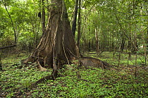 Amazon "várzea" flooded forest in the dry season, when the ground appears out of water, at Mamirauá Sustainable Development Reserve, municipality of Alvares, Amazonas State, Northern Brazil.