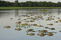 Black Caimans (Caiman / Melanosuchus niger) in Mamirauá Lake, at Mamirauá Sustainable Development Reserve, Amazonas State, Northern Brazil.