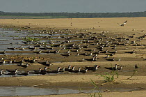 Flock of Black Skimmers (Rhynchops niger) on the Tapiira beach of Japurá Lake, Aman Sustainable Development Reserve, Amazonas State, Brazil.