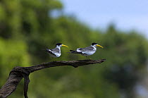 Large-billed Terns (Phaetusa simplex) Mamirauá Lake, Mamirauá Sustainable Development Reserve, Amazonas State, Northern Brazil.