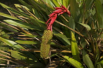 Bromeliad {Aechmea ornata var. hoehneana} in  Atlantic Rainforest, Sierra of Mury, municipality of Friburgo, Rio de Janeiro State, Southeastern Brazil.