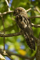 Common Potoo (Nyctibius griseus) resting by day in the crown of a red mangrove tree, Caroni Bird Sanctuary, Caroni Swamp, Trinidad.