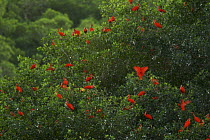 Scarlet ibis (Eudocimus ruber) roosting in trees on a small mangrove island in the Caroni Swamp, Caroni Bird Sanctuary, Trinidad.