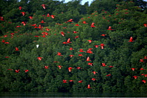 Scarlet ibis (Eudocimus ruber) and Snowy egret {Egretta thula} flying out from their mangrove roosting trees before sunrise in the Caroni Swamp, Caroni Bird Sanctuary, Trinidad.