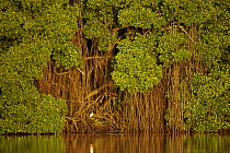 Early morning light illuminates a wall of Red mangroves (Rhizophora mangle) at the edge of a lagoon in Caroni Swamp. A single juvenile little blue heron (Egretta caerulea) perches in the mangroves. C...