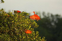 Scarlet ibis (Eudocimus ruber) on their roosting trees on a small mangrove island in the Caroni Swamp, Caroni Bird Sanctuary, Trinidad.