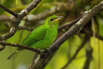 Green Honeycreeper (Chlorophanes spiza) female perched, Asa Wright Nature Center, Trinidad.