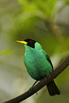 Green Honeycreeper (Chlorophanes spiza) male perched, Asa Wright Nature Center, Trinidad.