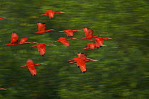 Scarlet Ibis (Eudocimus ruber) in flight to their roosting sites on small mangrove islands in the Caroni Swamp mangrove forest, Caroni Bird Sanctuary, Trinidad.