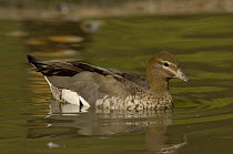 Australian wood duck / Maned goose {Chenonetta jubata} female, Tasmania, Australia