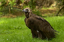 Eurasian black vulture {Aeygypius monachus} France