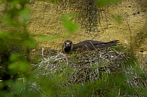 Eurasian black vulture {Aeygypius monachus} on nest, France