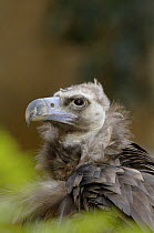 Eurasian black vulture {Aeygypius monachus} head portrait, France