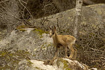 Pyrenean Chamois / Isard {Rupicapra pyrenaica} juvenile, Pyrenees, France