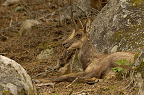 Pyrenean Chamois / Isard {Rupicapra pyrenaica} female with young resting, Pyrenees, France